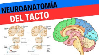 Neuroanatomía y fisiología del tacto y el sistema somatosensorial [upl. by Araht]