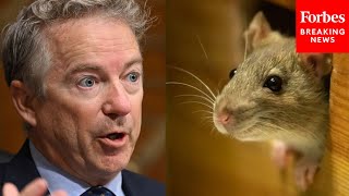 NIH Spent More Than 11 Billion To Get Mice Drunk Rand Paul Details Wasteful Government Spending [upl. by Elrebmik]