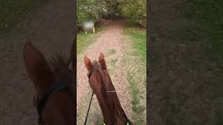 Vote in comments did I stay or go 🤣 horse horseriding equestrian gopro [upl. by Neraj]