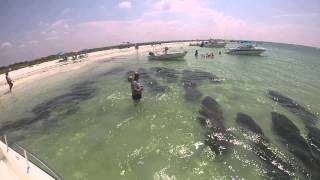 Herd of Manatees Memorial Day 2014 [upl. by Adigirb867]