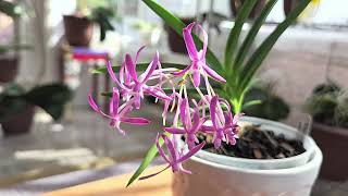 Neofinetia falcata Care Tutorial Light Temps Watering amp Fertilizing 2024 [upl. by Wesla]