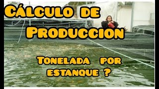 Cálculos Básicos de Producción Proyecto de 7 estanques para engorda de Tilapia [upl. by Cleopatra]