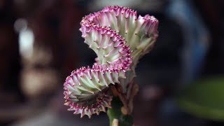 Euphorbia lactea crest variegata “Coral Cactus” [upl. by Ford]