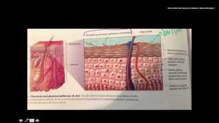 Immunology Barriers [upl. by Tayler]