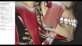 Muscles of Mastication Smart Lecture [upl. by Neik]