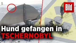 Er hing in 100 Metern Höhe Hund von AtomRuine in Tschernobyl gerettet [upl. by Vite]