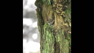 Spotted Flycatcher back on her nest nest bird birdnesting  flycatcher [upl. by Anirahc]