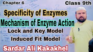 Specificity of Enzymes  Lock and key model  Induced fit model  Pashto  Class 9th Biology [upl. by Vallonia]