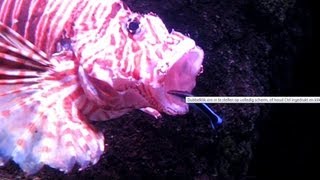 BRAVE Cleaner wrasse ENTERS MOUTH lionfish [upl. by Mccowyn173]