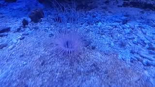 Tube Anemone ID [upl. by Anitteb]