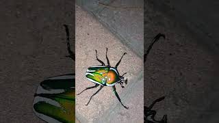 a Giant Flower Chafer beetle in Suth Africa animals viral wildlife [upl. by Allcot994]