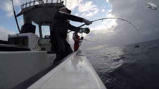 Yellowtail jigging Struisbaai watch in HD [upl. by Hsirrehc]