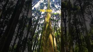 Pine tressdarjeelingoffbeat ytshorts adventure tourmiriktour [upl. by Ojillib]