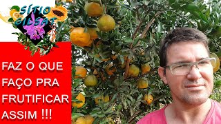 Pokan Façam isso na sua pokan ou laranja e Exploda de Frutos [upl. by Giovanni]