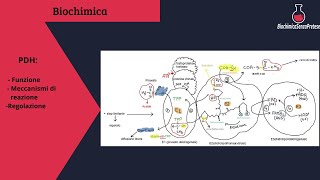 Complesso della piruvato deidrogenasi meccanismi di reazione e regolazione [upl. by Morez]