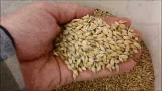 Barley to Beer in 100 seconds [upl. by Raleigh]