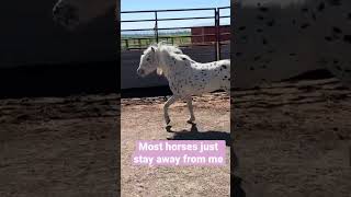 Tiny pony with a big attitude  😎😎 trending love horse [upl. by Dowdell]