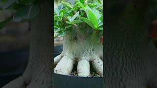 The Adenium Arabicum Garden flower plant Desert Rose Bonsai Houseplant [upl. by Joed]