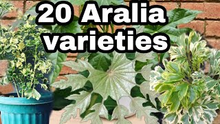 polysciasaralia plants 20 different types and varieties with names [upl. by Ateekram814]