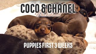 Miniature Dachshund Puppies  First 3 weeks [upl. by Stanislaw]