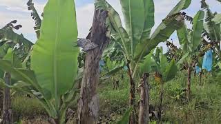 Lot for sale 3 has Banana Plantation San Remegio Cebu 200sqm [upl. by Pik]