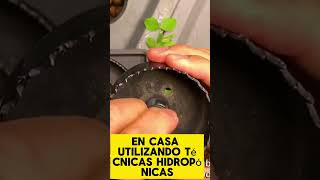 Clase gratuita de hidroponía 🥬💧🤗 aprende a cultivar tus alimentos libres de pesticidas [upl. by Abba]