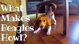 What Makes a Beagle Howl [upl. by Sartin]