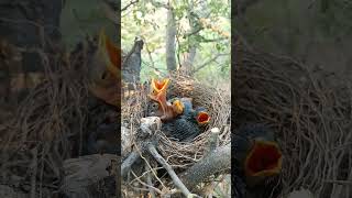 Wild babbler bird babies P 13 [upl. by Leonie]