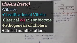 CholeraPart1  Vibrios  Classification of Vibrios  Pathogenesis of cholera  Clinical features [upl. by Ara548]