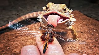 Bearded Dragon eating big Dragonflies [upl. by Vincenty]