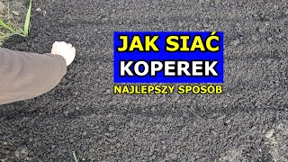 Siewy Kopru ogrodowego  Najlepszy Sposób Jak siać Koper Krok po Kroku Sąsiedztwo Szkodniki Uprawa [upl. by Schott814]