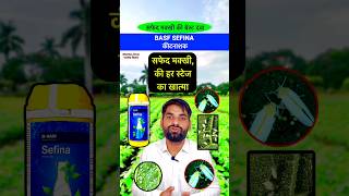 सफेद मक्खी के लिए  BASF Sefina  Whitefly best insecticide  insecticide whiteflies shorts [upl. by Carline]