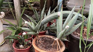 Sansevieria Pinguicula with big pups [upl. by Dori]