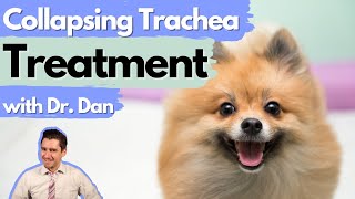 Most common drugs your vet will recommend for Collapsing Trachea in dogs Dr Dan explains [upl. by Joses]