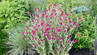 How to Collect Rose Campion Seeds  Harvesting Lychnis Coronaria [upl. by Annahaj]