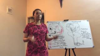 Anatomy of Spinal Cord Part III  by Dr Vijaya [upl. by Tench]