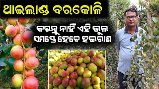 ଥାଇଲାଣ୍ଡ ବରକୋଳିରେ ଚାଷୀଙ୍କ ଭୁଲ  Thailand Apple Ber farming in Odisha [upl. by Kellda]