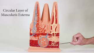 Intestinal Villi Model [upl. by Barnes]