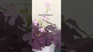 Oxalis triangularis plants plantslover garden home gardening youtubeshorts shorts short [upl. by Aelam785]