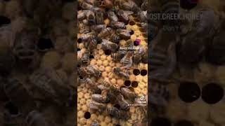 Hive 3 Queen queenbee queen bees beekeeping beehives grinspoon [upl. by Ecilayram157]