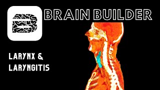 Larynx and Laryngitis  Respiratory System [upl. by Beyer5]