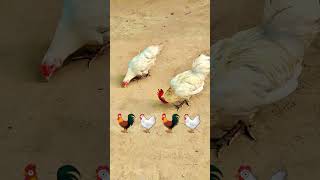 birds white chick calling to father and mother 🐤🐔🐓youtubeshorts viralvideo [upl. by Box901]