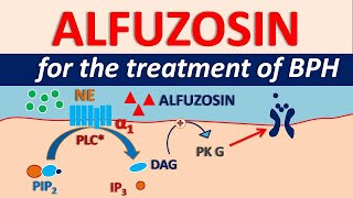 Alfuzosin HCl  Uses side effects amp precautions  For BPH [upl. by Terrene691]