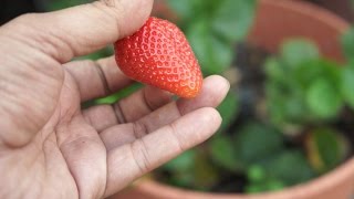 Growing Strawberries  Chandler Variety  Big amp Delicious [upl. by Noyrb]