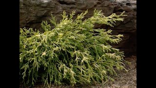 Yellow Leafed Plants [upl. by Illoh]