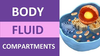 Body Fluid Compartments Intracellular Extracellular Interstitial Plasma Transcellular [upl. by Asilana]