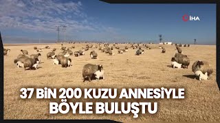 Kuzuların Koyunlarla Buluşması Renkli Görüntüler Oluşturdu [upl. by Mungam21]