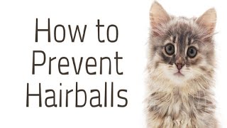 What To Do About Hairballs In Cats  How Can I Help My Cat Pass A Hairball [upl. by Ahsiuq206]