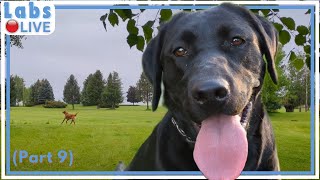 🔴LabsLive Part 9 Labrador Retrievers and Relaxing Music for Dogs [upl. by Syd]