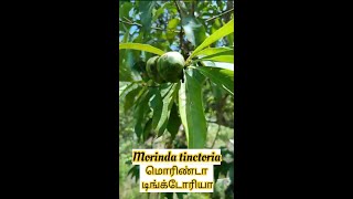 Morinda tinctoria Manjanathi [upl. by Aleemaj]